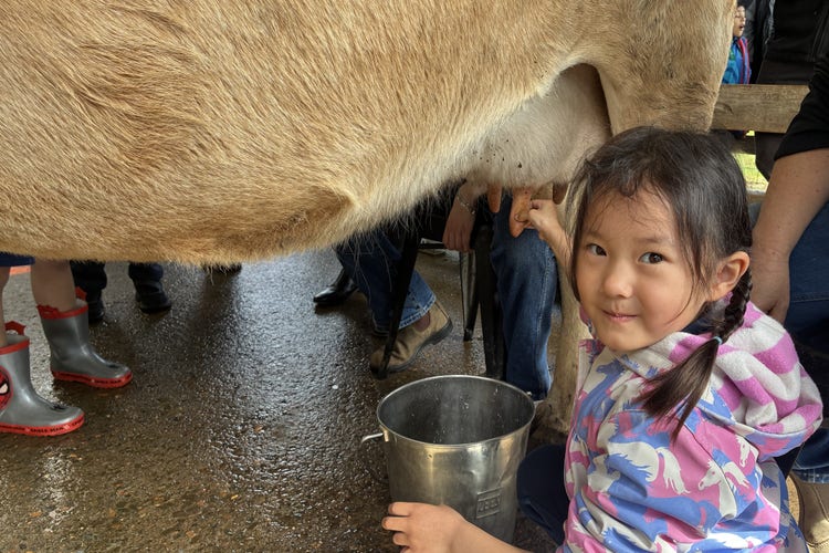 Kindergarten student milking a cow at their excursion to Calmsley Hill City Farm.